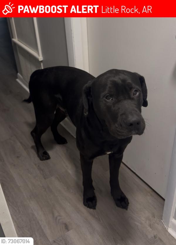 Lost Male Dog last seen Near North Taylor street, Little Rock, AR 72205