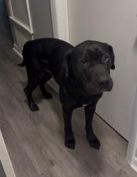 Lost Male Dog last seen Near North Taylor street, Little Rock, AR 72205