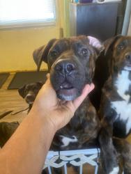 Reunited Male Dog last seen Freeland Street and Estella Avenue, Pittsburgh, PA 15210