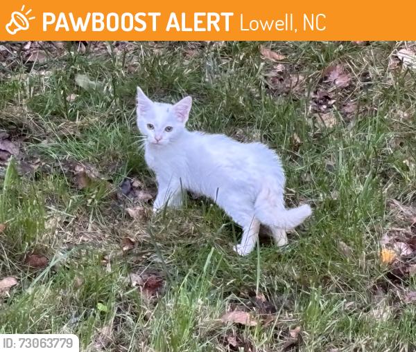 Found/Stray Unknown Cat last seen Catawba Run Rd Lowell, Lowell, NC 28098