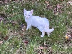 Found/Stray Unknown Cat last seen Catawba Run Rd Lowell, Lowell, NC 28098