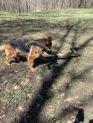 Lost Female Dog last seen Barber @ Brocker, Metamora, MI 48455