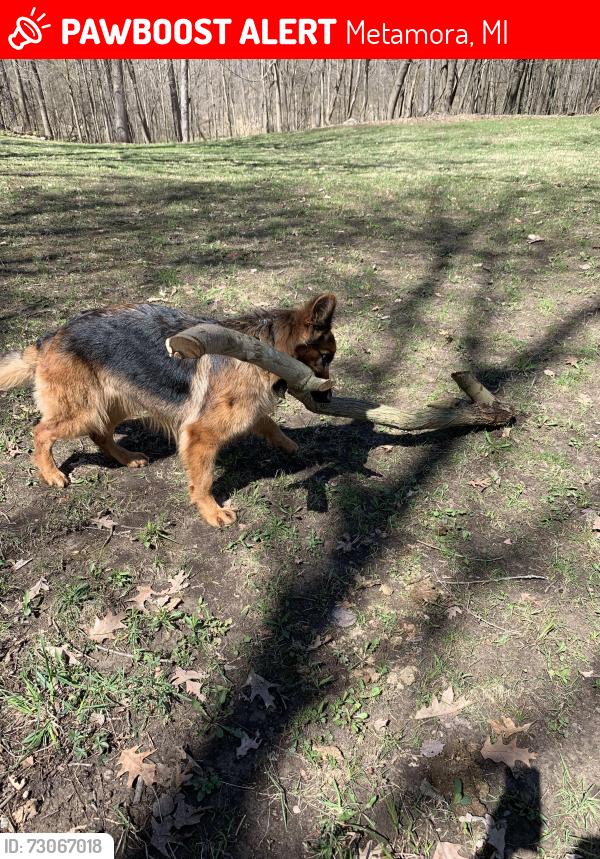 Lost Female Dog last seen Barber @ Brocker, Metamora, MI 48455