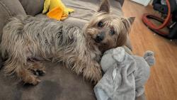 Reunited Male Dog last seen Votaw Rd and Lake Pleasant Rd, Apopka, FL 32703