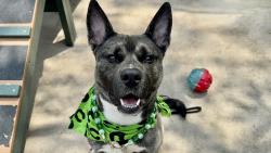 Shelter Stray Male Dog last seen Near Clove Road, STATEN ISLAND, NY, 10301, 3139 Veterans Rd W, Staten Island, NY 10309, USA