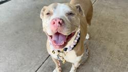 Shelter Stray Female Dog last seen Leverett Avenue, STATEN ISLAND, NY, 10312, 3139 Veterans Rd W, Staten Island, NY 10309, USA