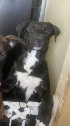 Reunited Male Dog last seen Freeland Street and Estella Avenue, Pittsburgh, PA 15210