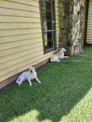 Reunited Male Dog last seen Ingram Road and Sharp Way, Norcross, GA 30071