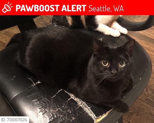 Lost Female Cat last seen 64th pl s and s 120th st, Seattle, WA 98178