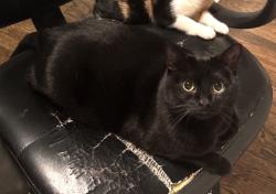 Lost Female Cat last seen 64th pl s and s 120th st, Seattle, WA 98178