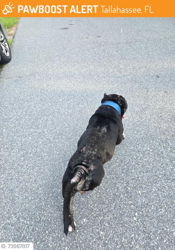 Found/Stray Male Dog last seen Farmington Court towards the left side, Tallahassee, FL 32303