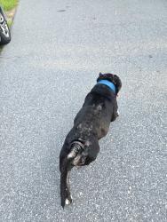 Found/Stray Male Dog last seen Farmington Court towards the left side, Tallahassee, FL 32303