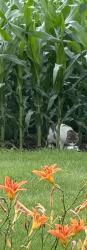 Found/Stray Male Cat last seen Off of concord, on 500 south, Lafayette, IN 47909