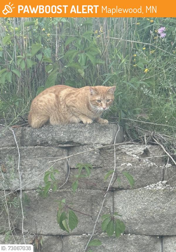 Found/Stray Unknown Cat last seen Maryland and McKnight, Maplewood, MN 55119
