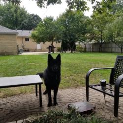 Lost Male Dog last seen 16 mile and mound, Sterling Heights, MI 48312