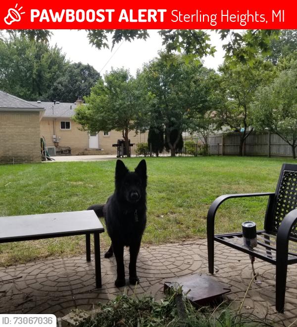 Lost Male Dog last seen 16 mile and mound, Sterling Heights, MI 48312
