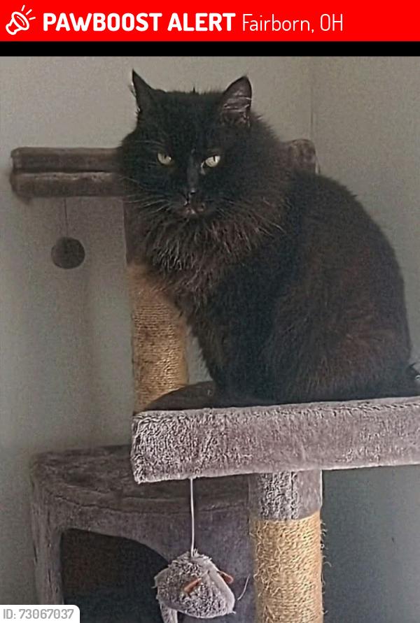 Lost Female Cat last seen maple and Chatham , Fairborn, OH 45324