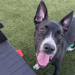 Shelter Stray Female Dog last seen , Animal Care & Control Team of Philly, 111 W Hunting Park Ave, Philadelphia, PA 19140, USA