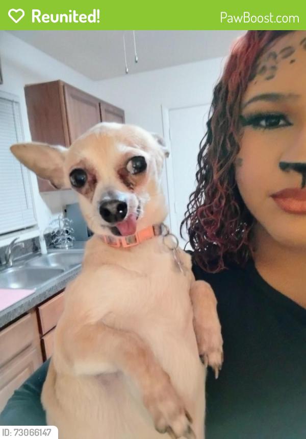 Reunited Female Dog last seen W. Gaucho Cir and Cloverlear Blvd., Deltona, FL 32725