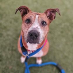 Shelter Stray Female Dog last seen , Animal Care & Control Team of Philly, 111 W Hunting Park Ave, Philadelphia, PA 19140, USA