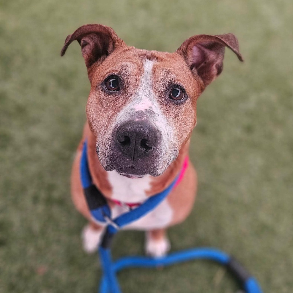 Shelter Stray Female Dog last seen , Animal Care & Control Team of Philly, 111 W Hunting Park Ave, Philadelphia, PA 19140, USA