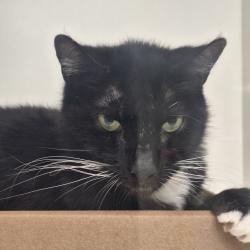Shelter Stray Male Cat last seen , Animal Care & Control Team of Philly, 111 W Hunting Park Ave, Philadelphia, PA 19140, USA