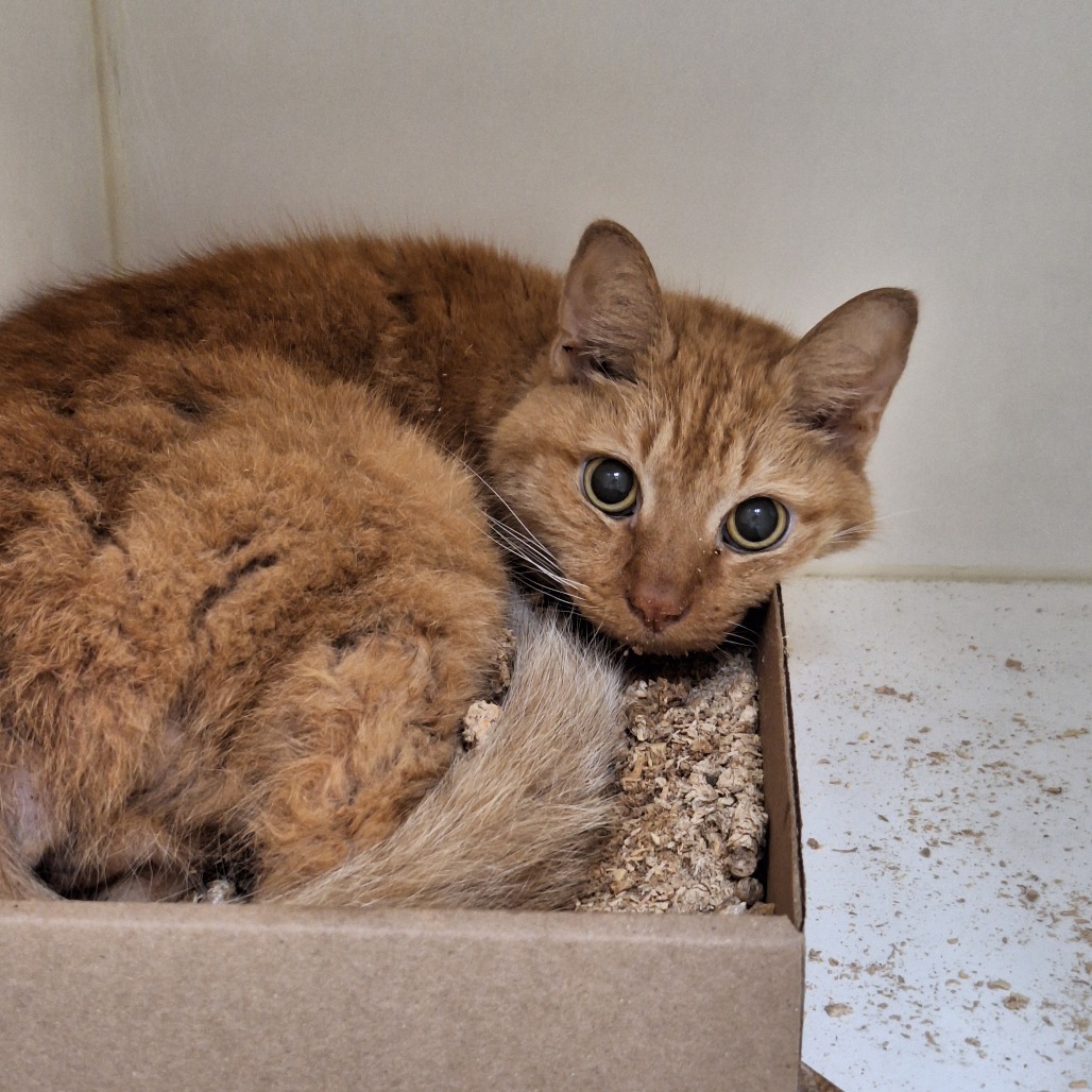 Shelter Stray Female Cat last seen , Animal Care & Control Team of Philly, 111 W Hunting Park Ave, Philadelphia, PA 19140, USA