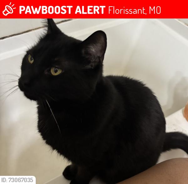 Lost Male Cat last seen Schnucks off 270 & Lindbergh, Florissant, MO 63031