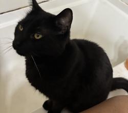 Lost Male Cat last seen Schnucks off 270 & Lindbergh, Florissant, MO 63031
