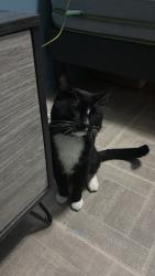 Reunited Male Cat last seen Near Irving Ave, Brooklyn, NY 11237, USA, Brooklyn, NY 11237