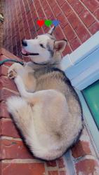 Lost Female Dog last seen Horse fly rd, Portal, GA 30450