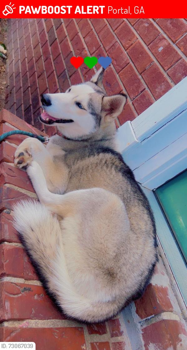 Lost Female Dog last seen Horse fly rd, Portal, GA 30450