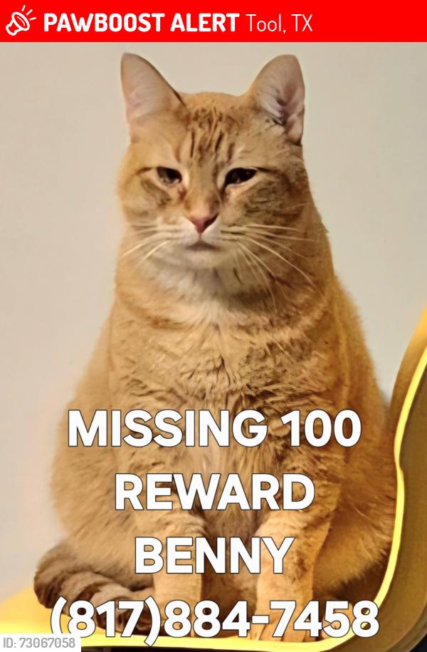 Lost Male Cat last seen Fron land area, Tool, TX 75143
