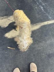 Found/Stray Male Dog last seen Raines and getwell, Memphis, TN 38103