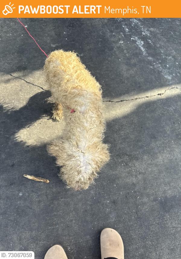 Found/Stray Male Dog last seen Raines and getwell, Memphis, TN 38103