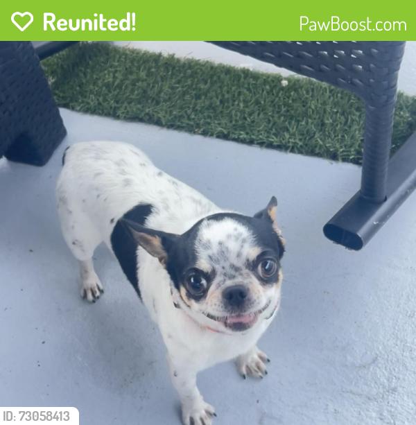 Reunited Male Dog last seen Near Sw 126th Ct , Miami, FL 33177
