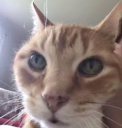 Reunited Male Cat last seen W. Third Ave., Johnstown, NY 12095