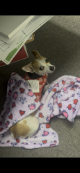 Reunited Female Dog last seen Rosehill Rd, Fayetteville, NC 28311
