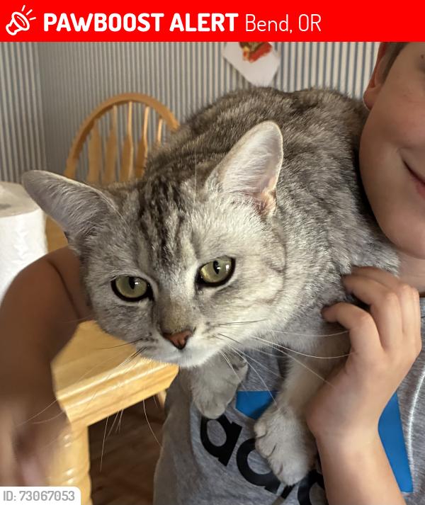 Lost Male Cat last seen Brookswood Blvd & Calico Rd, Bend, OR 97702