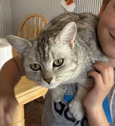 Lost Male Cat last seen Brookswood Blvd & Calico Rd, Bend, OR 97702
