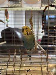 Lost Male Bird last seen Burslem police station, Burslem, England ST6