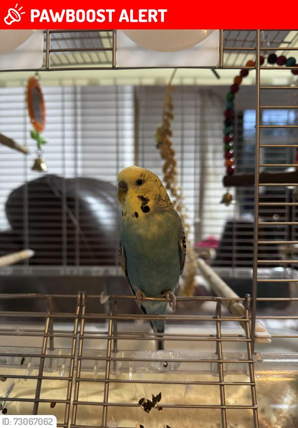 Lost Male Bird last seen Burslem police station, Burslem, England ST6