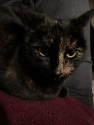 Lost Female Cat last seen Sweetwater Springs, Spring Valley, CA 91978