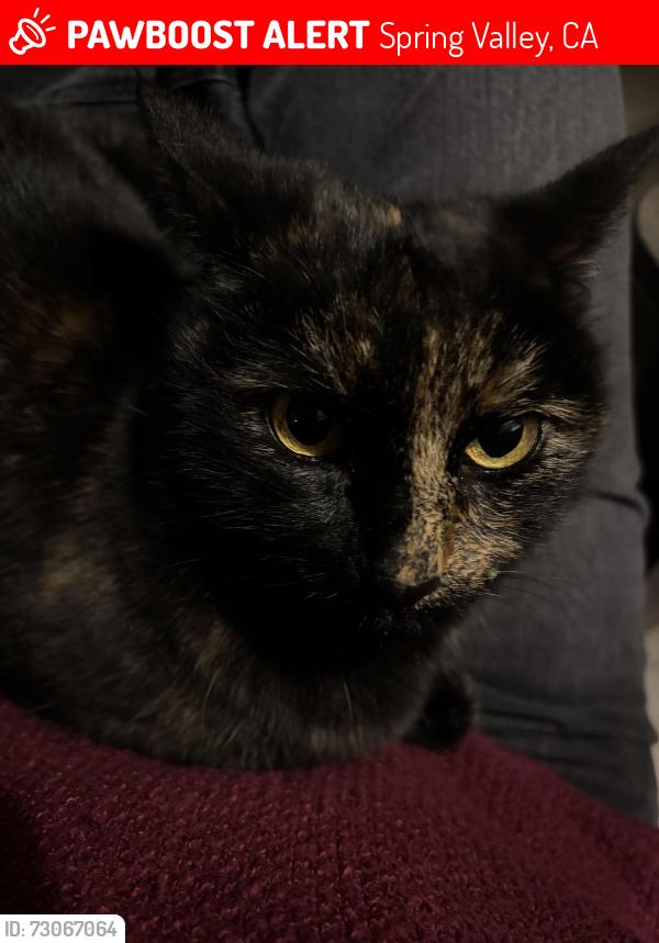 Lost Female Cat last seen Sweetwater Springs, Spring Valley, CA 91978