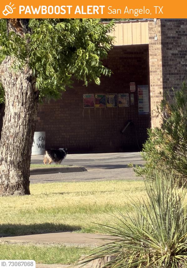 Found/Stray Unknown Dog last seen Heading towards the turtle wash/laundry building., San Angelo, TX 76901