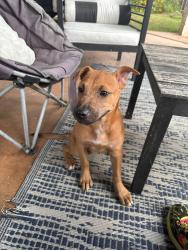 Found/Stray Female Dog last seen Oscar Perez Park, San Antonio, TX 78251