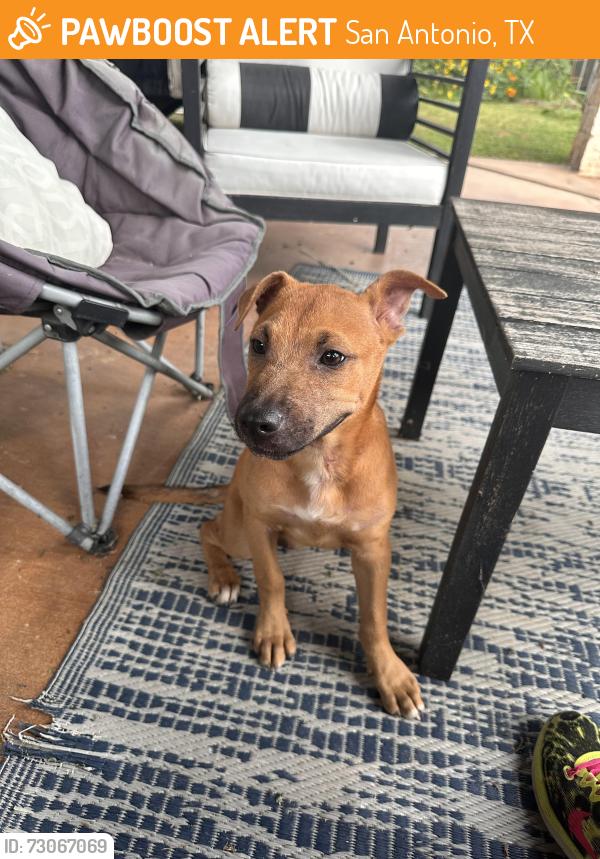 Found/Stray Female Dog last seen Oscar Perez Park, San Antonio, TX 78251