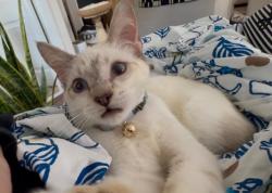 Shelter Stray Male Cat last seen Bexar County, 3353 Morningside Dr, New Braunfels, TX 78132, USA