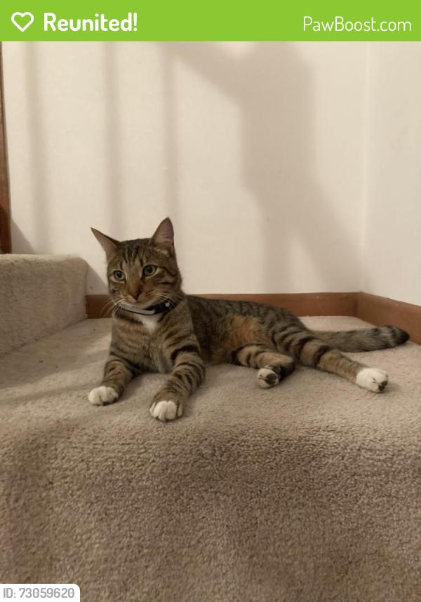 Reunited Male Cat last seen Glenbrook and Hamilton, Mantua, VA 22031