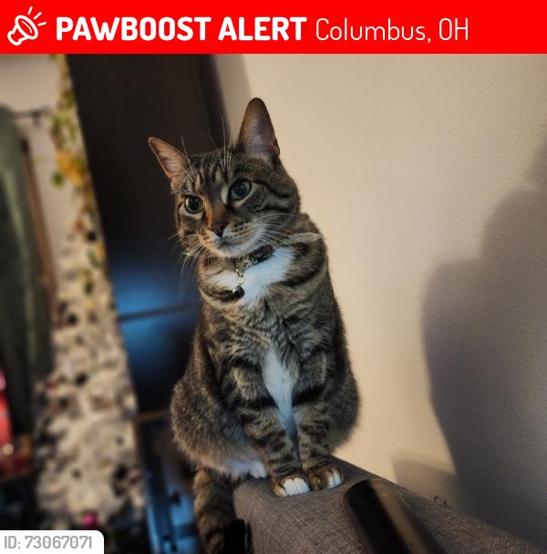 Lost Female Cat last seen Chaumonte ave, fox chaple, Columbus, OH 43232